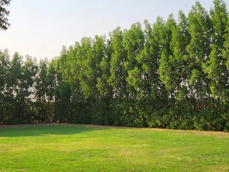 Near Al Jadeed Residency (4)