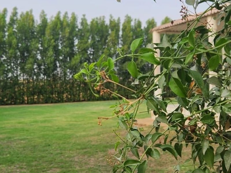 Near Al Jadeed Residency (5)
